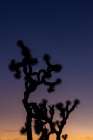 Joshua Trees with crescent moon near sunset in Joshua Tree National Park, California, USA Art Print